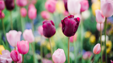 Spring Tulips Spring Tulips
